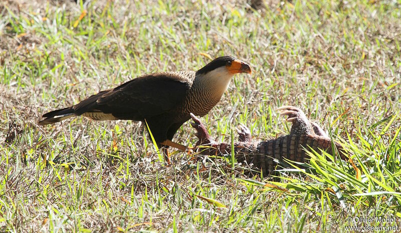 Caracara huppé