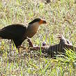 Caracara huppé