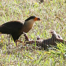 Caracara huppé