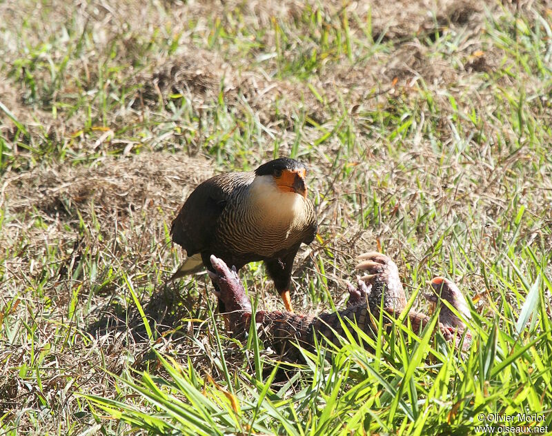 Caracara huppé