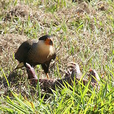 Caracara huppé