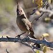 Cardinal pyrrhuloxia