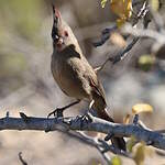 Cardinal pyrrhuloxia