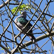 Green Imperial Pigeon