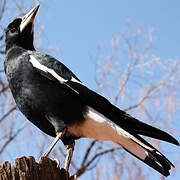 Australian Magpie