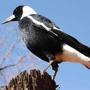 Australian Magpie