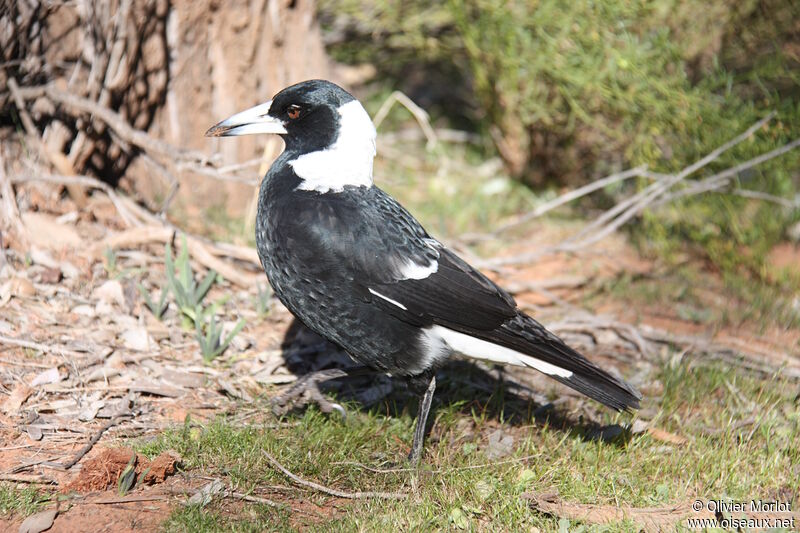 Australian Magpie