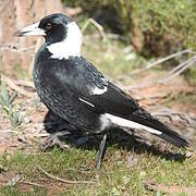 Australian Magpie