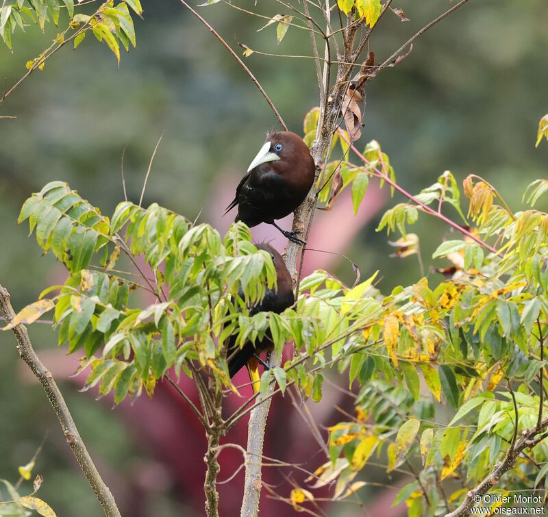 Chestnut-headed Oropendola