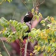 Chestnut-headed Oropendola