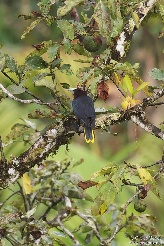 Chestnut-headed Oropendola