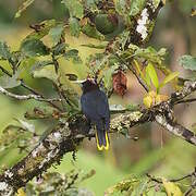 Chestnut-headed Oropendola