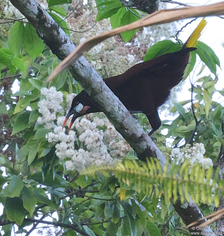 Montezuma Oropendola