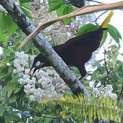 Montezuma Oropendola