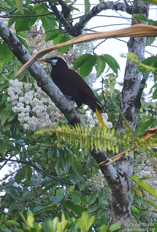 Cassique de Montezuma