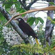 Montezuma Oropendola