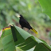 Crested Oropendola