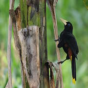 Crested Oropendola