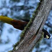 Crested Oropendola