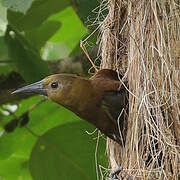 Russet-backed Oropendola