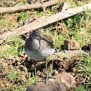 Green Sandpiper