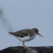 Spotted Sandpiper