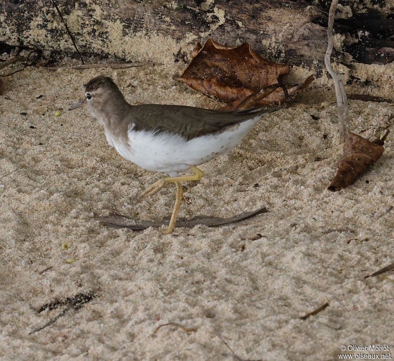 Spotted Sandpiper