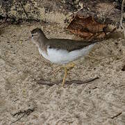 Spotted Sandpiper