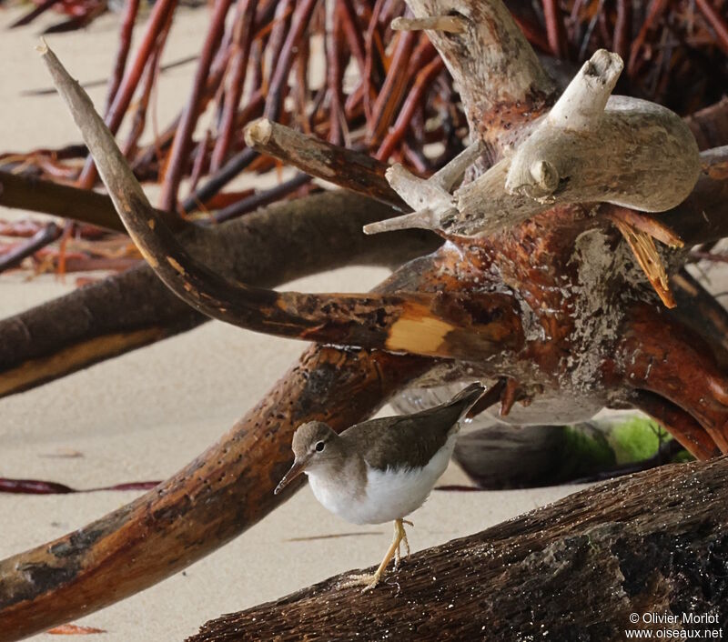 Spotted Sandpiper