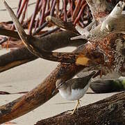 Spotted Sandpiper