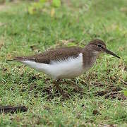 Common Sandpiper