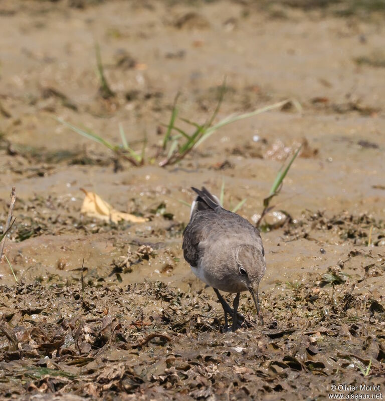 Common Sandpiper