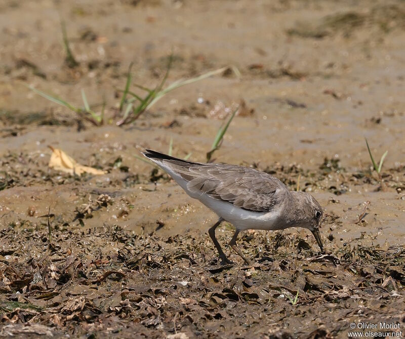 Common Sandpiper