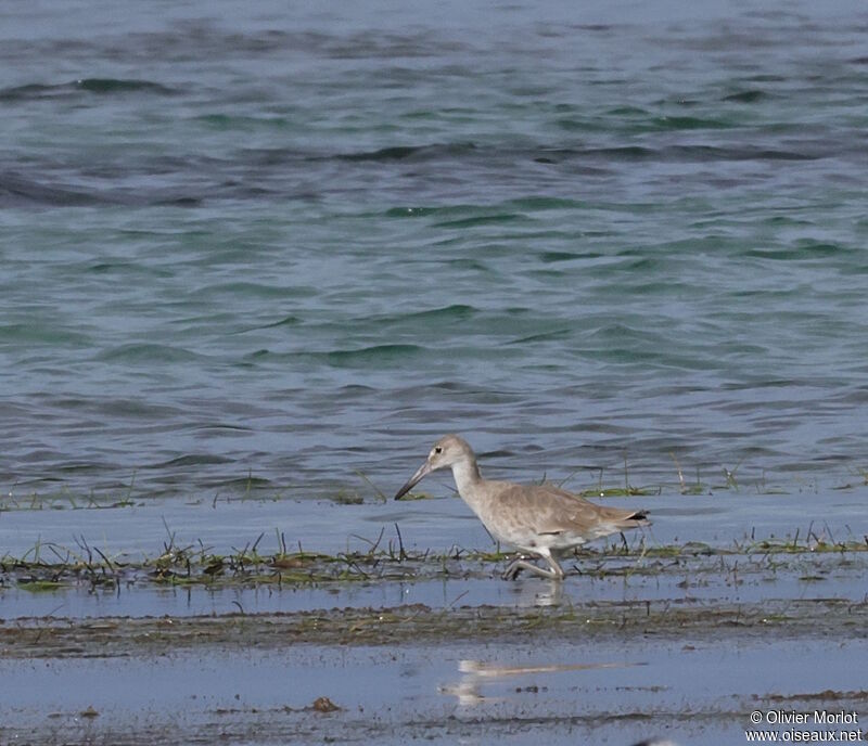 Willet