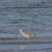 Willet