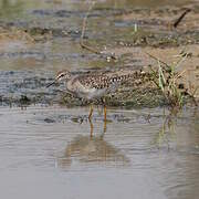 Wood Sandpiper