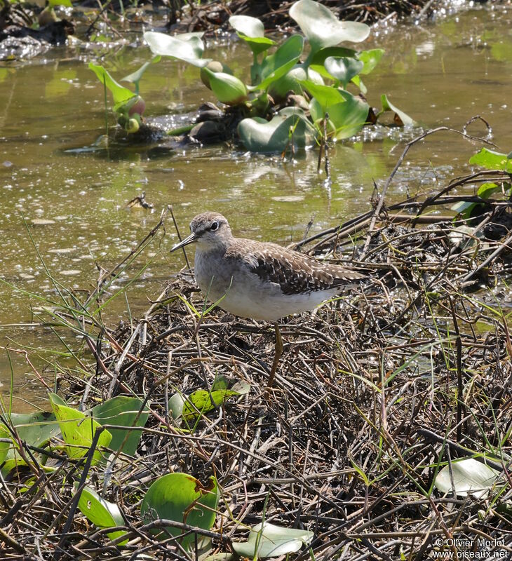 Wood Sandpiper