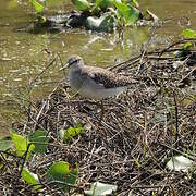 Wood Sandpiper