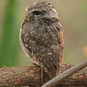 Spotted Owlet