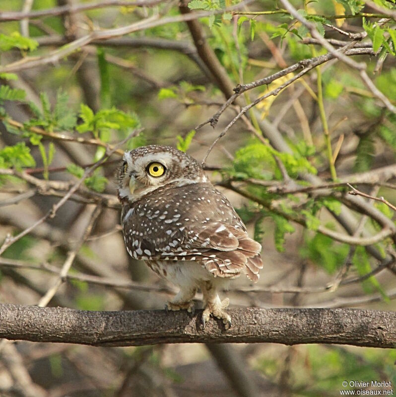 Spotted Owlet