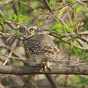 Spotted Owlet