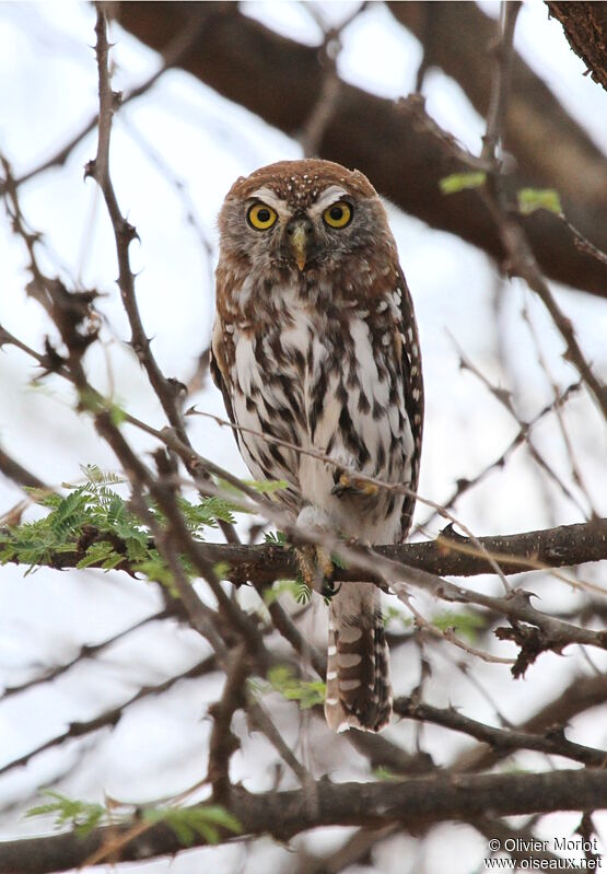 Pearl-spotted Owlet