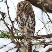 Pearl-spotted Owlet