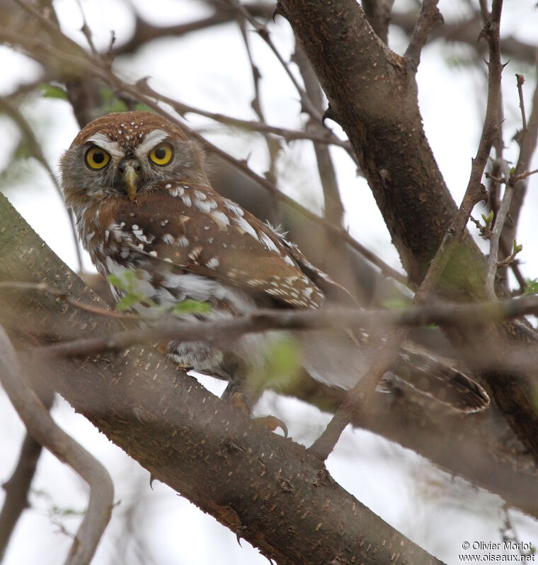 Pearl-spotted Owlet