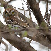 Pearl-spotted Owlet