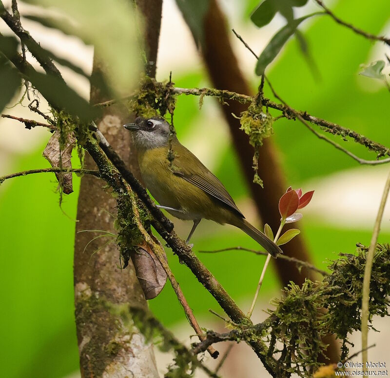 Common Chlorospingus