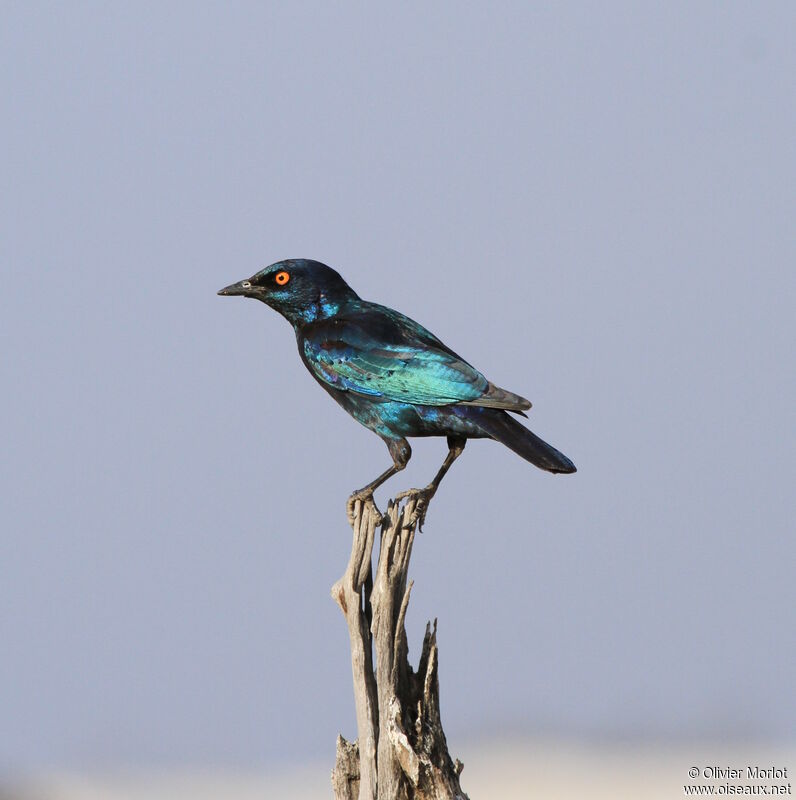 Cape Starling