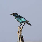 Cape Starling