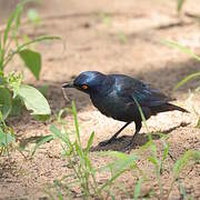 Cape Starling