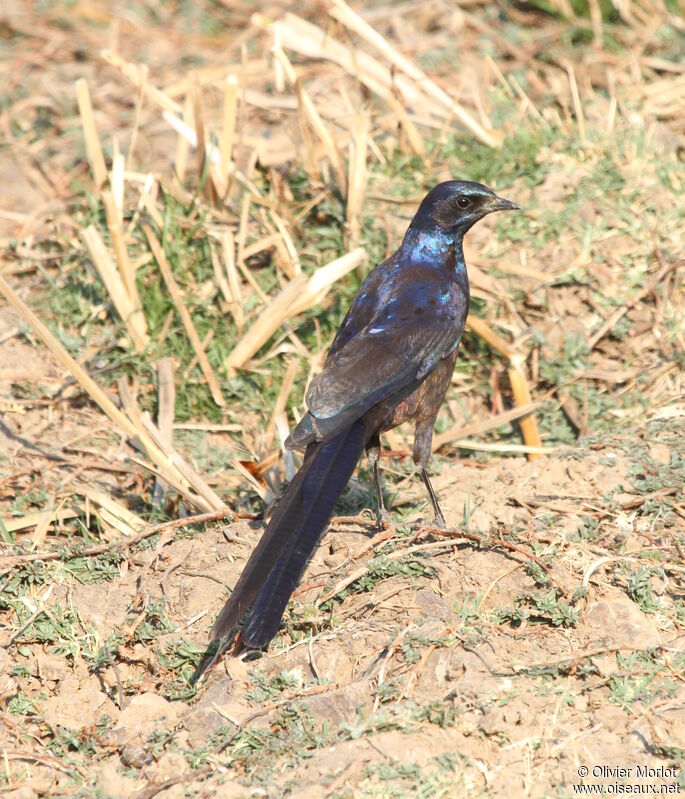 Meves's Starling